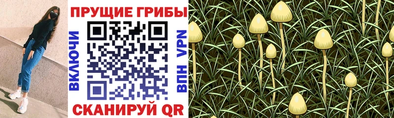 Псилоцибиновые грибы Psilocybe  Купить где  Полесск 